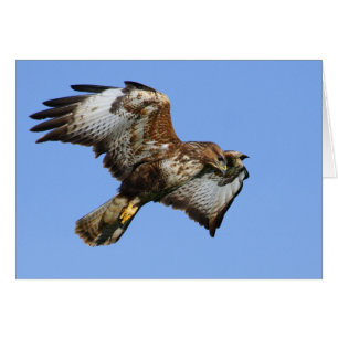 Buzzard 1
