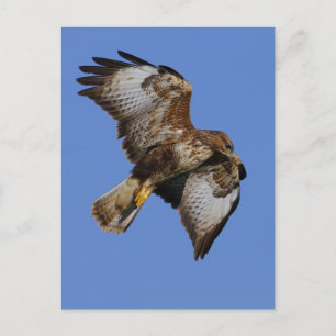 Buzzard  2 postcard