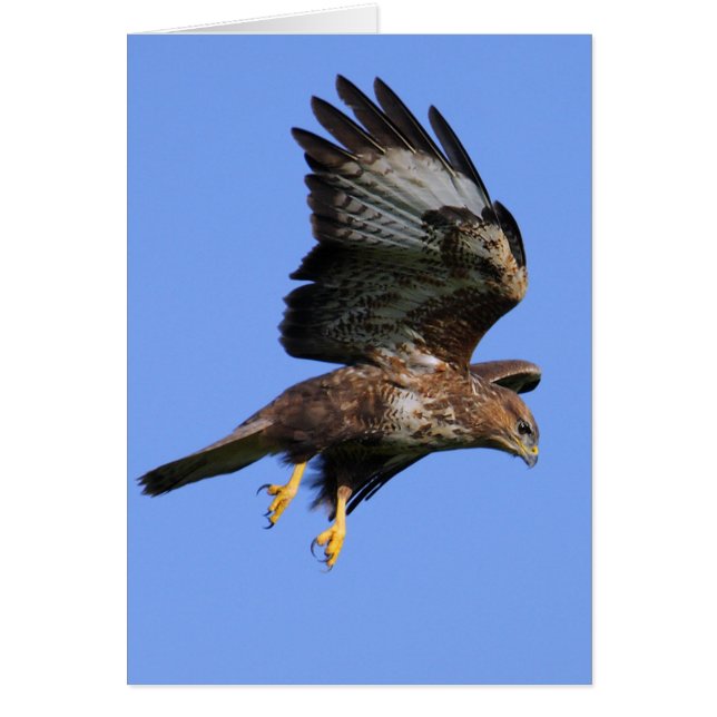 Buzzard  3 (Front)