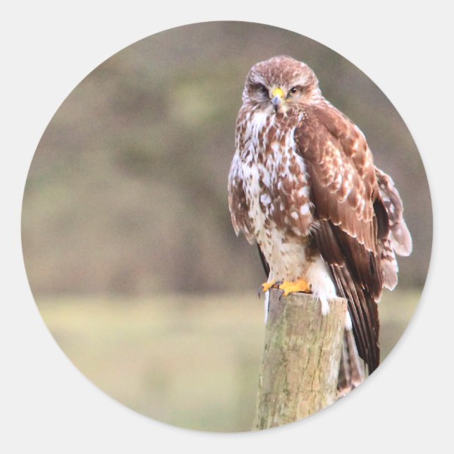 Buzzard Classic Round Sticker (Front)