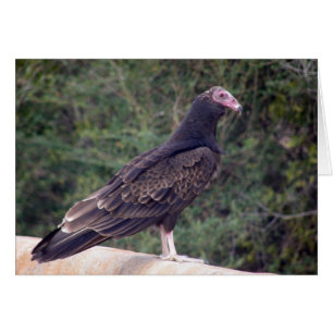 Buzzard - Glad you're feeling better