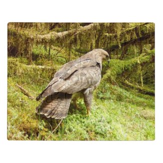Buzzard looking for grubs Acrylic jigsaw puzzle