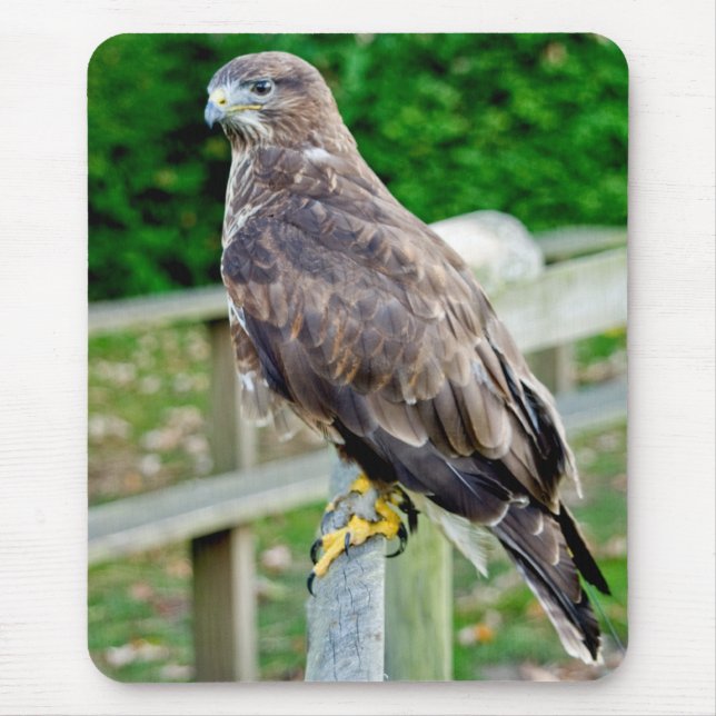 BUZZARD MOUSE MAT (Front)