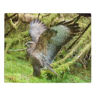 Buzzard Stretching Wings Acrylic Jigsaw Puzzle