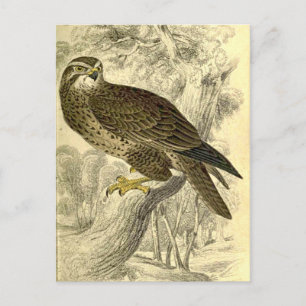 Buzzard:  Vintage Jardine's  print postcard