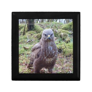  Buzzard With Attitude 