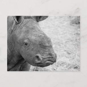 BW Baby Rhino Postcard