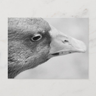 BW Goose Postcard