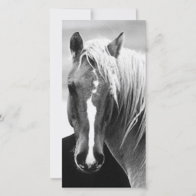 BW Horse Portrait (Front)