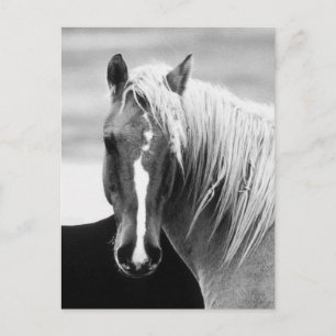 BW Horse Portrait Postcard