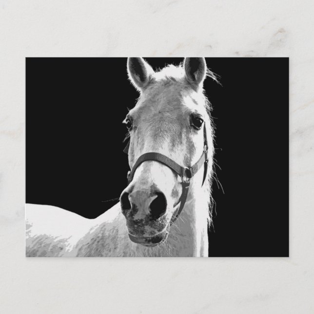 BW Horse Postcard (Front)
