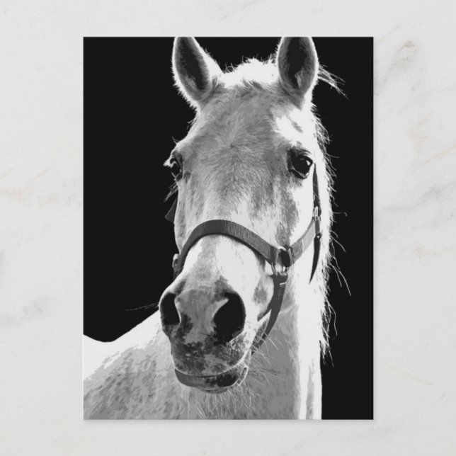 BW Horse Postcard (Front)