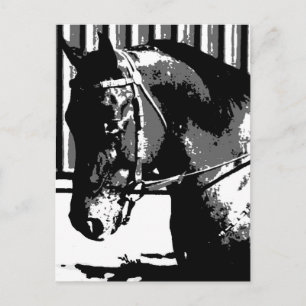 BW Stallion Horse Postcard