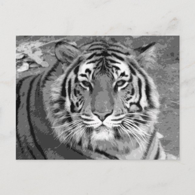 BW Tiger Postcard (Front)