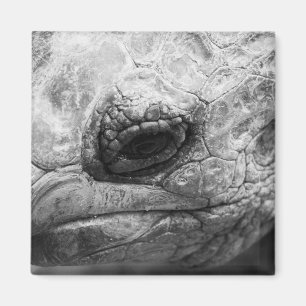 BW Tortoise Magnet