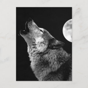 BW Wolf Howling at Moon Postcard