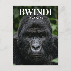 Bwindi Impenetrable Forest Uganda Postcard