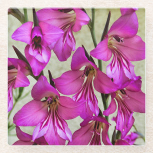 Byzantine Gladiolus Glass Coaster