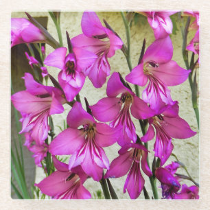 Byzantine Gladiolus Glass Coaster