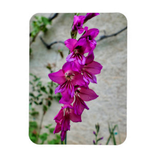 Byzantine Gladiolus Magnet