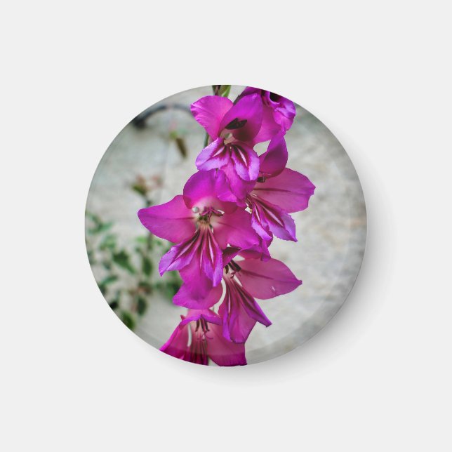 Byzantine Gladiolus Magnet (Front)