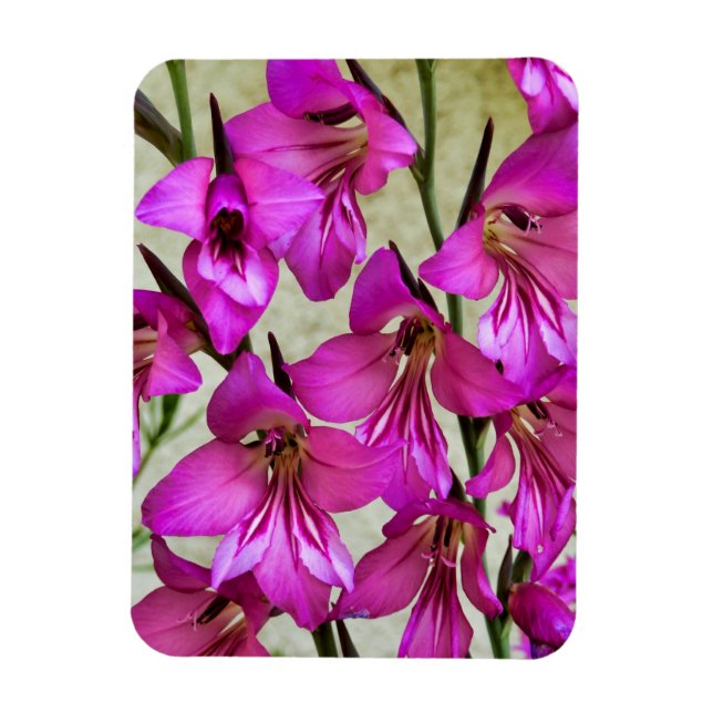 Byzantine Gladiolus Magnet (Vertical)