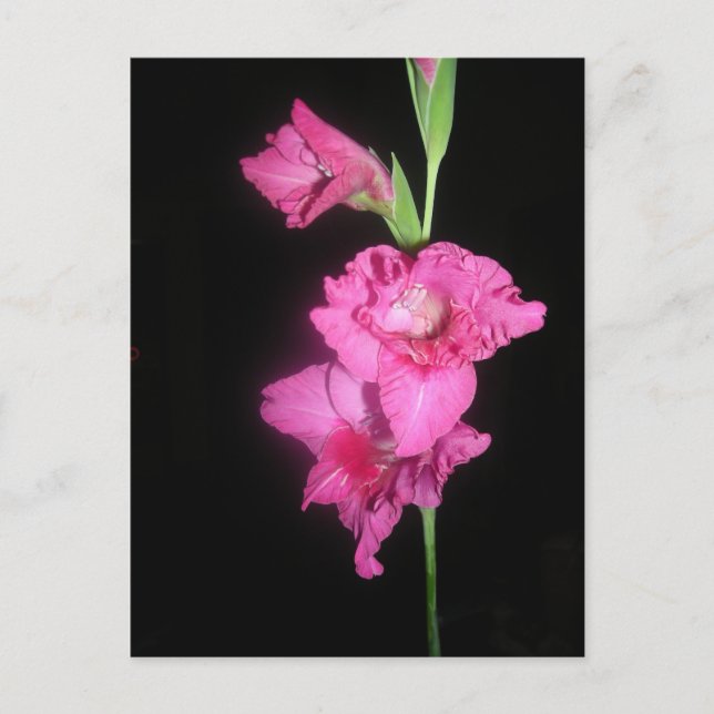 Byzantine Gladiolus Postcard (Front)