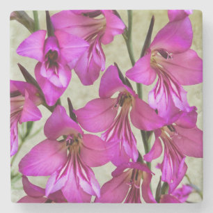 Byzantine Gladiolus Stone Coaster