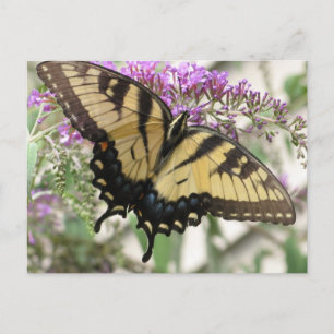BZ- Swallowtail Butterfly Postcard