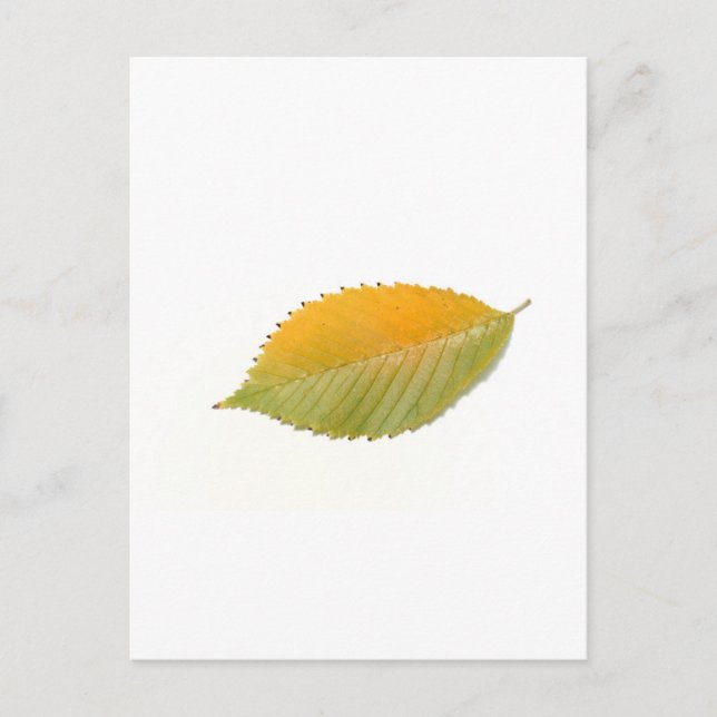 BZH22-1010-5 POSTCARD (Front)