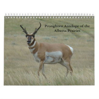 C11 Pronghorn Antelope Calendar