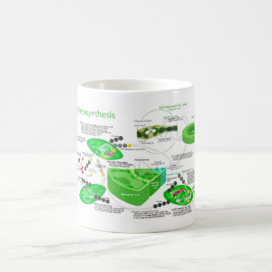 C4 Photosynthesis Diagram Leaf Plant Coffee Mug