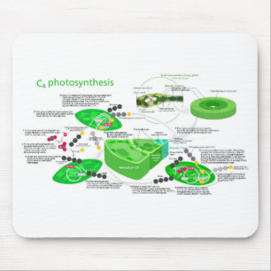 C4 Photosynthesis Diagram Leaf Plant Mouse Mat