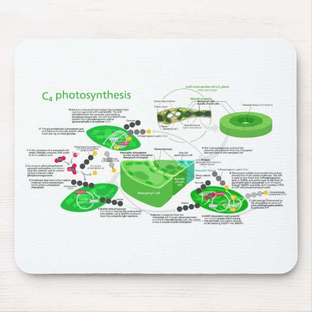 C4 Photosynthesis Diagram Leaf Plant Mouse Mat (Front)