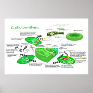C4 Photosynthesis Diagram Leaf Plant Poster