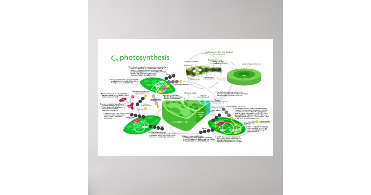 C4 Photosynthesis Diagram Leaf Plant Poster | Zazzle