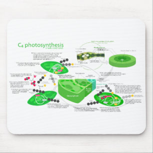 C4 Photosynthesis Diagram Mouse Mat