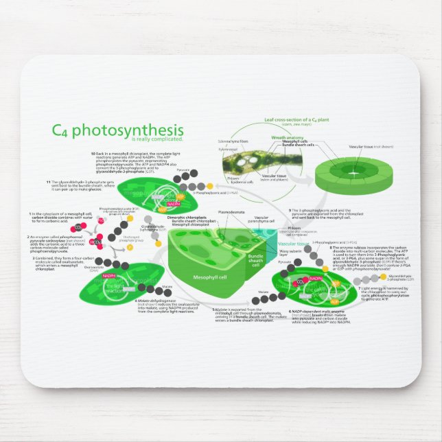 C4 Photosynthesis Diagram Mouse Mat (Front)
