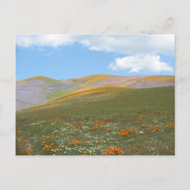 C Spring Lndscp Postcard (Front)