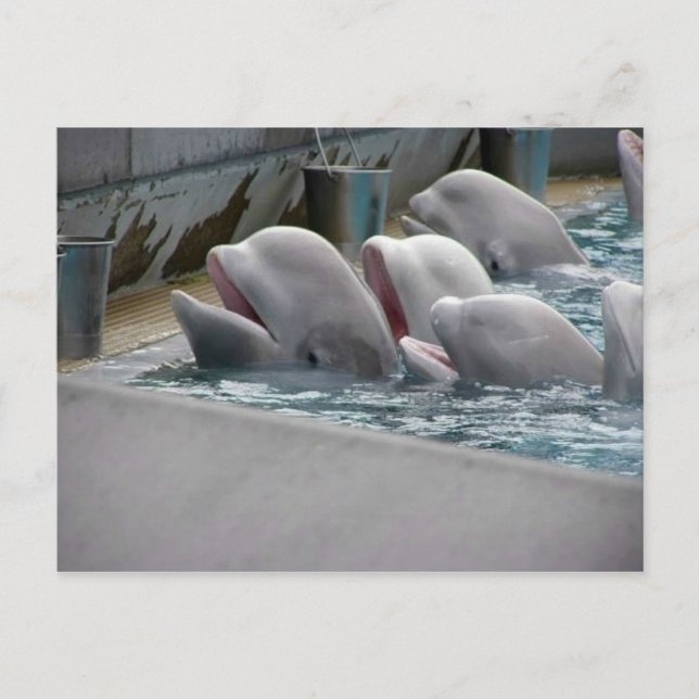 CA81WX4Z POSTCARD (Front)