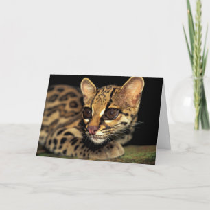CA, Central Panama, Soberania NP, Margay 2 Card