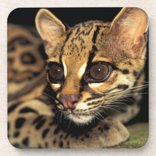 CA, Central Panama, Soberania NP, Margay 2 Coaster