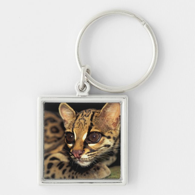 CA, Central Panama, Soberania NP, Margay 2 Key Ring (Front)