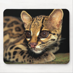 CA, Central Panama, Soberania NP, Margay 2 Mouse Mat