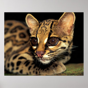 CA, Central Panama, Soberania NP, Margay 2 Poster