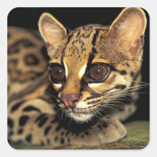CA, Central Panama, Soberania NP, Margay 2 Square Sticker