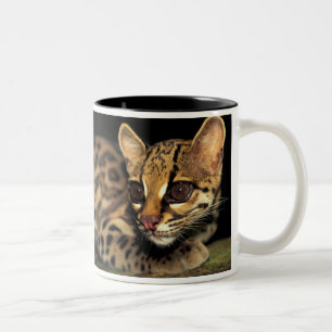 CA, Central Panama, Soberania NP, Margay 2 Two-Tone Coffee Mug