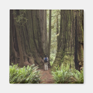 CA, Jedediah Smith Redwoods State Park, Magnet