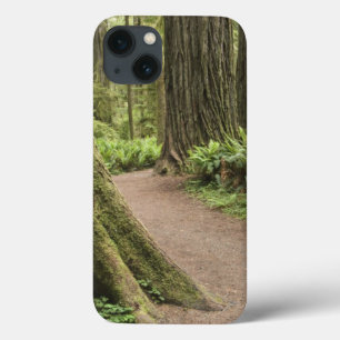 CA, Jedediah Smith State Park, Simpson-Reed iPhone 13 Case