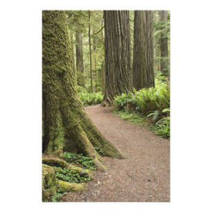 CA, Jedediah Smith State Park, Simpson-Reed Photo Print